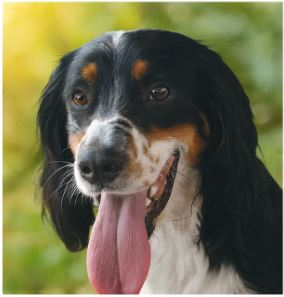 ❤️ The Heart Behind Paws & Purpose